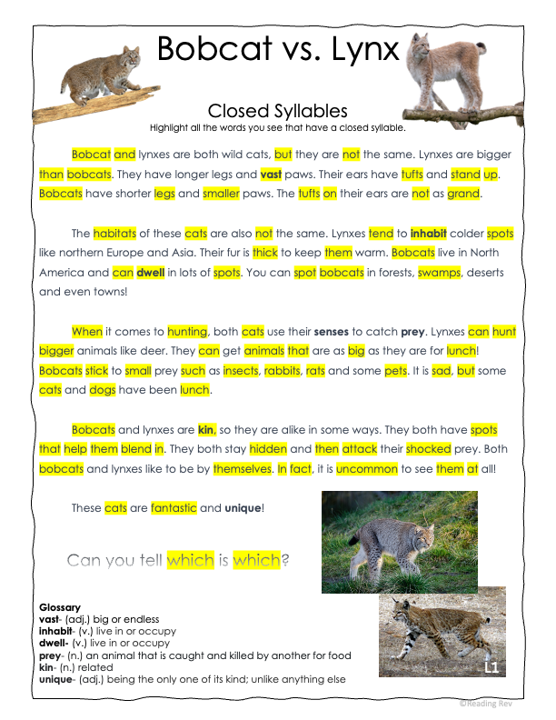 Reading Rev's Complete Systematic Phonics, Spelling, & Morphology Program